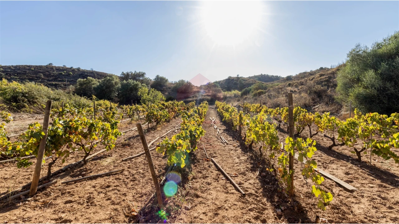 Terreno Agricola ou Rústico para Venda em Azinhal Foto 3