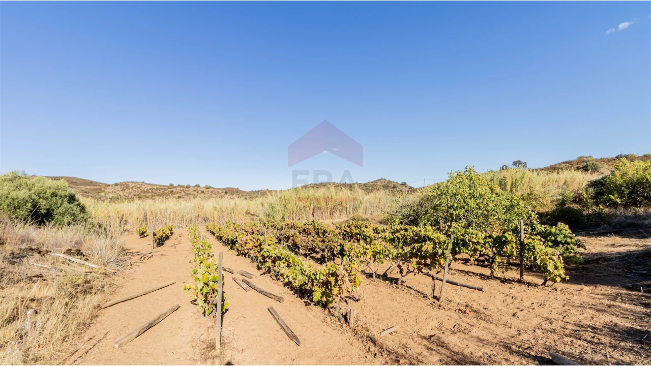 Terreno Agricola ou Rústico para Venda em Azinhal Foto 5