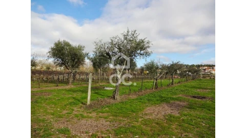Terreno para Venda em São João de Lourosa
