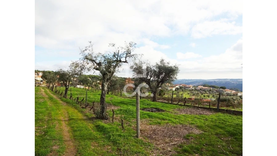 Terreno para Venda em São João de Lourosa