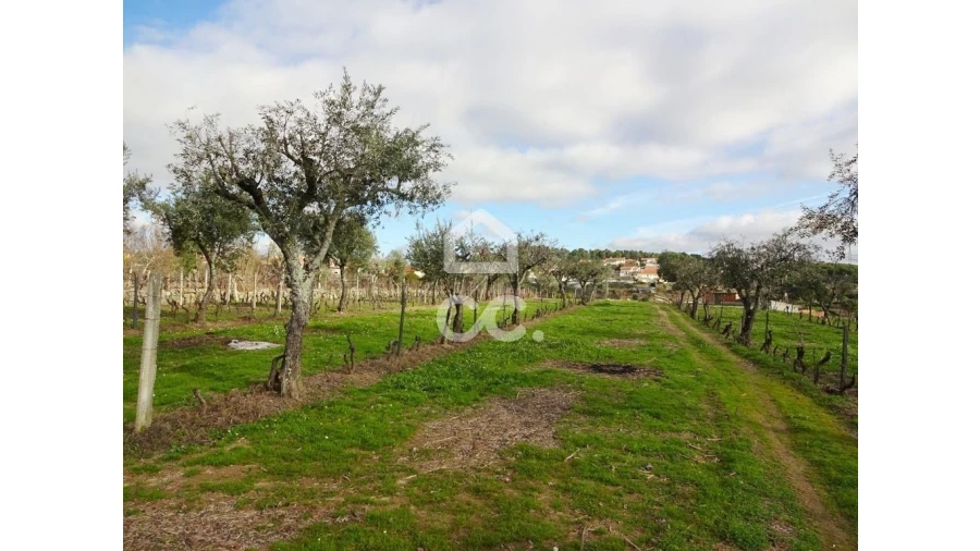 Terreno para Venda em São João de Lourosa Foto 8