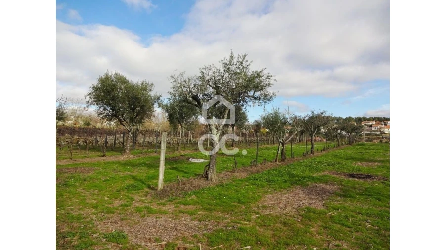 Terreno para Venda em São João de Lourosa Foto 2