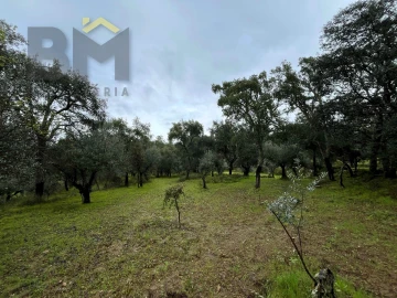 Terreno Agricola ou Rústico para Venda em Freixial e Juncal do Campo