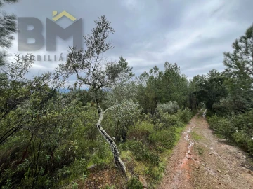 Terreno Agricola ou Rústico para Venda em Freixial e Juncal do Campo