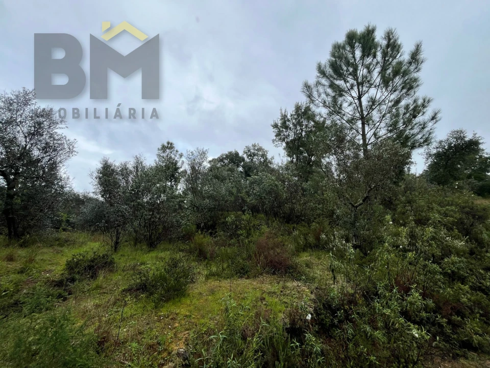 Terreno Agricola ou Rústico para Venda em Freixial e Juncal do Campo Foto 12