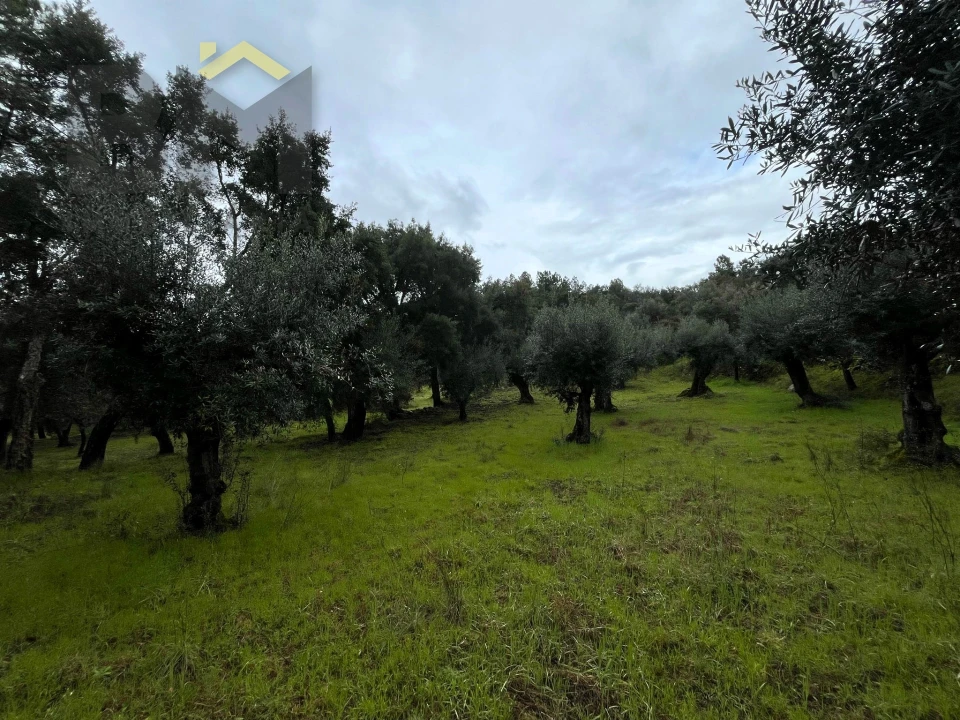 Terreno Agricola ou Rústico para Venda em Freixial e Juncal do Campo Foto 8
