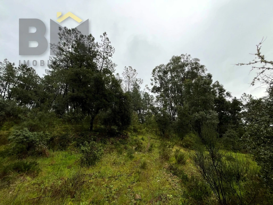 Terreno Agricola ou Rústico para Venda em Freixial e Juncal do Campo Foto 14