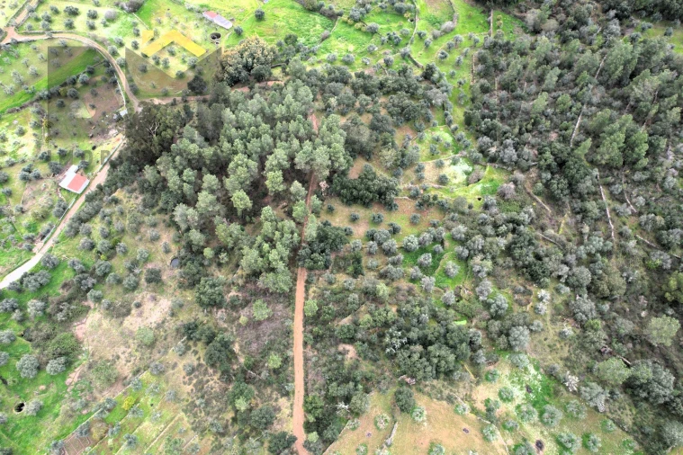 Terreno Agricola ou Rústico para Venda em Freixial e Juncal do Campo Foto 17