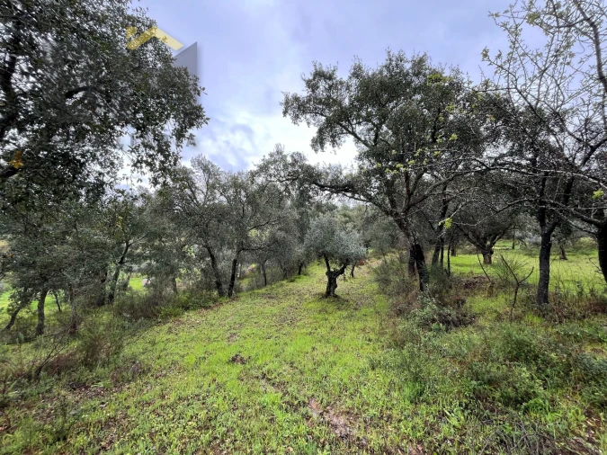 Terreno Agricola ou Rústico para Venda em Freixial e Juncal do Campo Foto 6