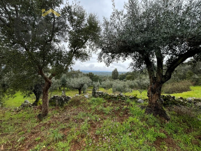 Terreno Agricola ou Rústico para Venda em Freixial e Juncal do Campo Foto 4