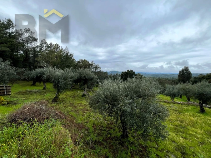 Terreno Agricola ou Rústico para Venda em Freixial e Juncal do Campo Foto 9