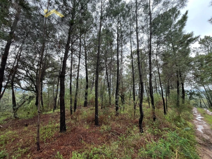 Terreno Agricola ou Rústico para Venda em Freixial e Juncal do Campo Foto 13
