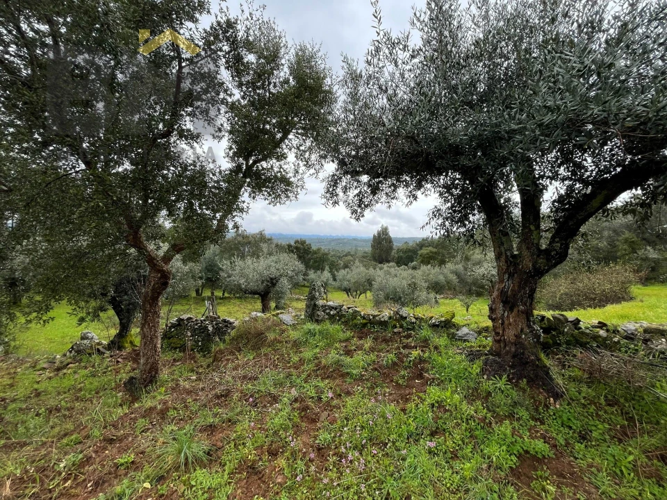Terreno Agricola ou Rústico para Venda em Freixial e Juncal do Campo Foto 4