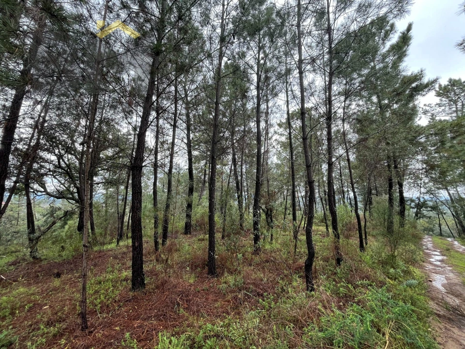 Terreno Agricola ou Rústico para Venda em Freixial e Juncal do Campo Foto 13