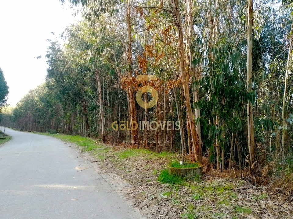 Terreno Agricola ou Rústico para Venda em Raiva, Pedorido e Paraíso Foto 3