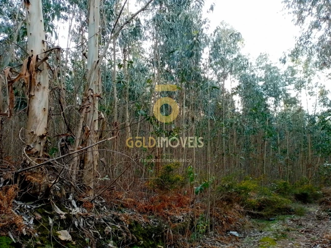 Terreno Agricola ou Rústico para Venda em Raiva, Pedorido e Paraíso Foto 5