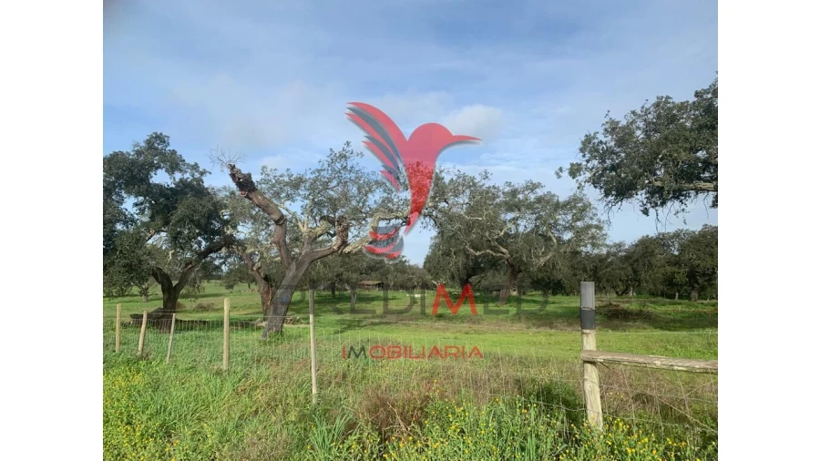 Terreno para Venda em Ferreira do Alentejo e Canhestros Foto 11