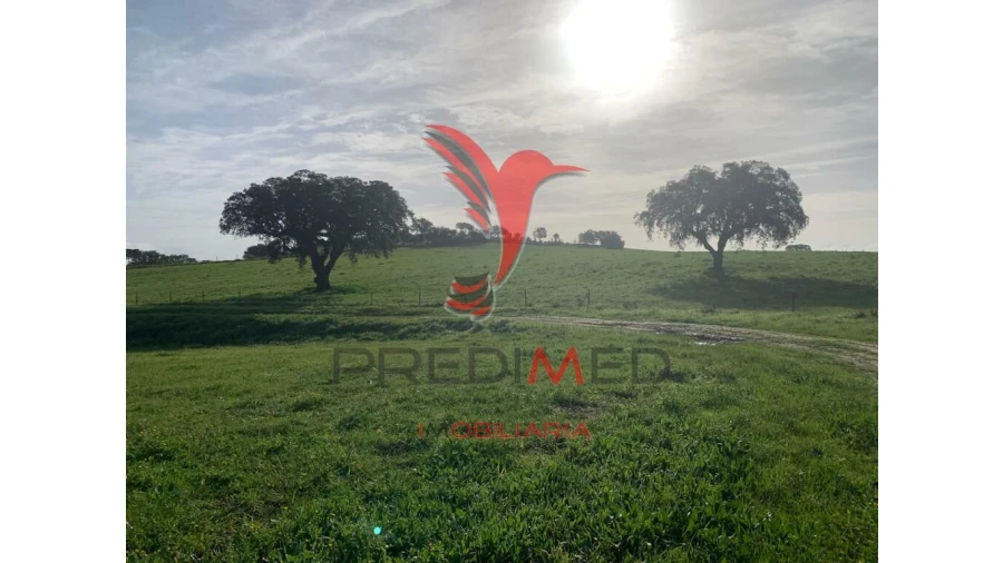Terreno para Venda em Ferreira do Alentejo e Canhestros Foto 9