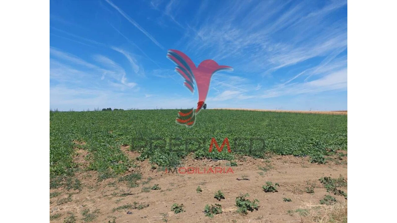 Terreno para Venda em Ferreira do Alentejo e Canhestros Foto 14