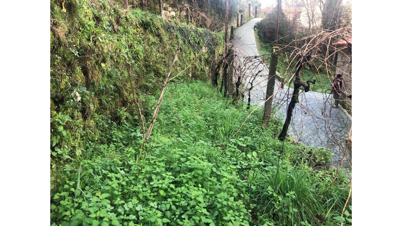 Terreno para Venda em Cristoval Foto 15