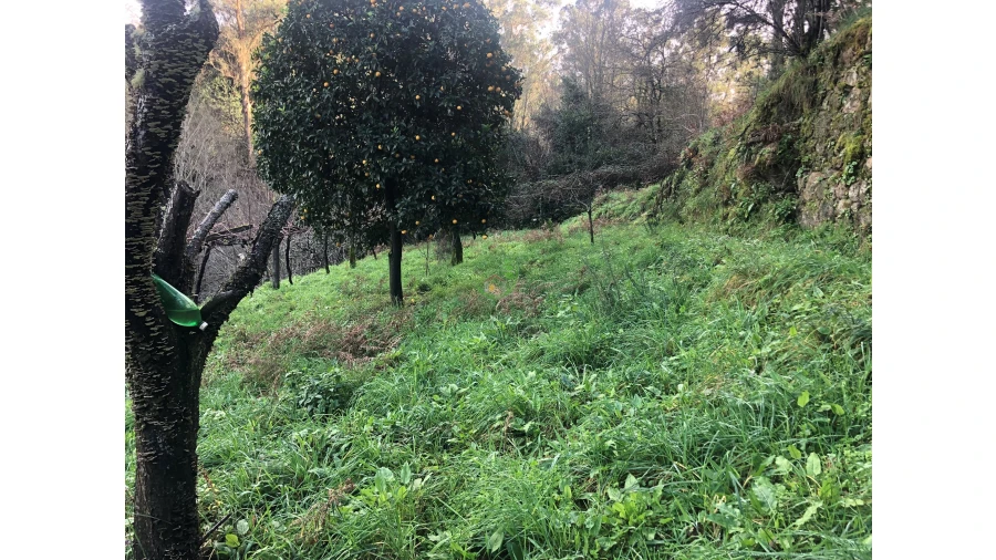Terreno para Venda em Cristoval Foto 7
