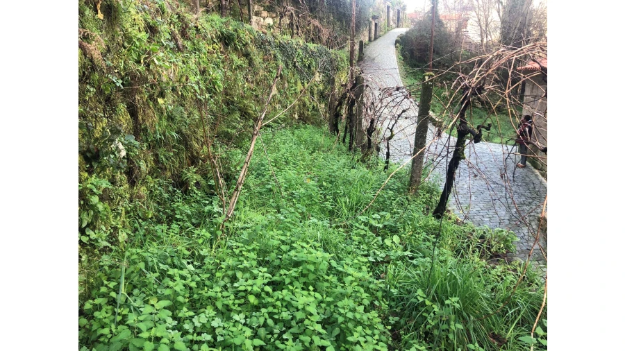 Terreno para Venda em Cristoval Foto 15
