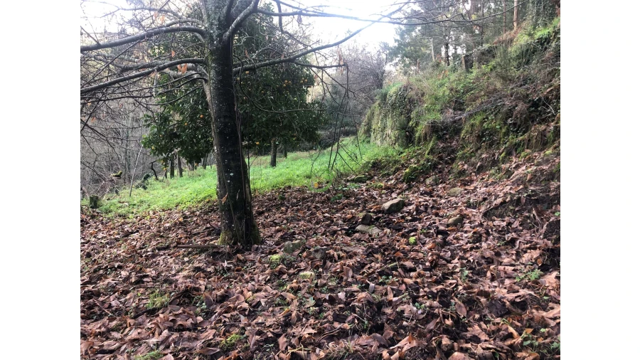 Terreno para Venda em Cristoval Foto 6