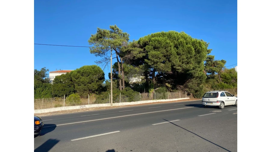 Terreno para Venda em Amora Foto 18