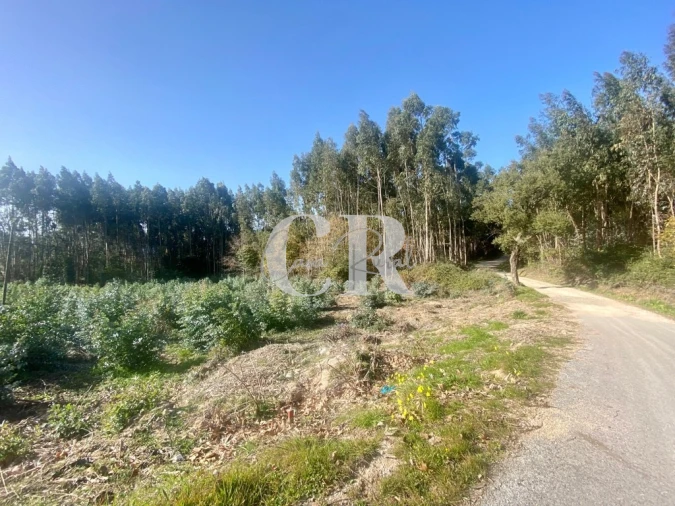 Terreno para Venda em Figueiró dos Vinhos e Bairradas Foto 5