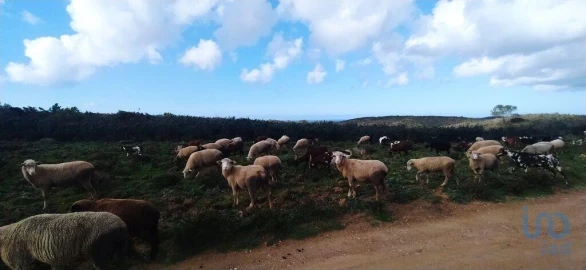 Terreno para Venda em Vila do Bispo e Raposeira