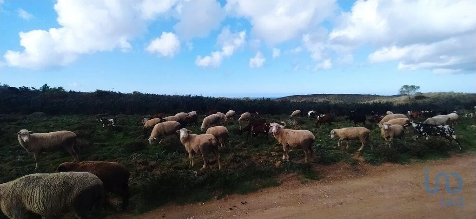 Terreno para Venda em Vila do Bispo e Raposeira Foto 3