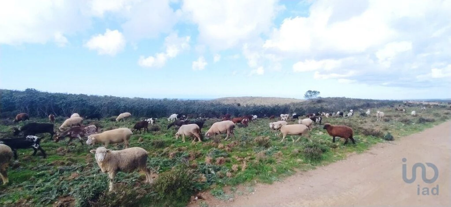 Terreno para Venda em Vila do Bispo e Raposeira Foto 4