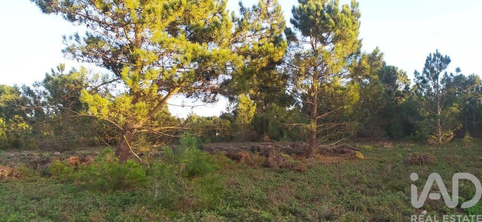 Terreno para Venda em Vila do Bispo e Raposeira Foto 20