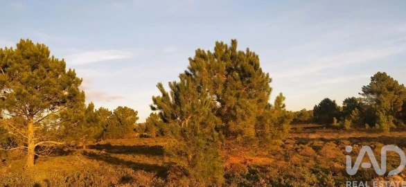 Terreno para Venda em Vila do Bispo e Raposeira