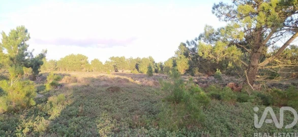 Terreno para Venda em Vila do Bispo e Raposeira