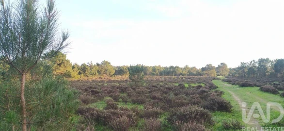 Terreno para Venda em Vila do Bispo e Raposeira