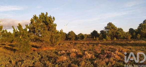 Terreno para Venda em Vila do Bispo e Raposeira