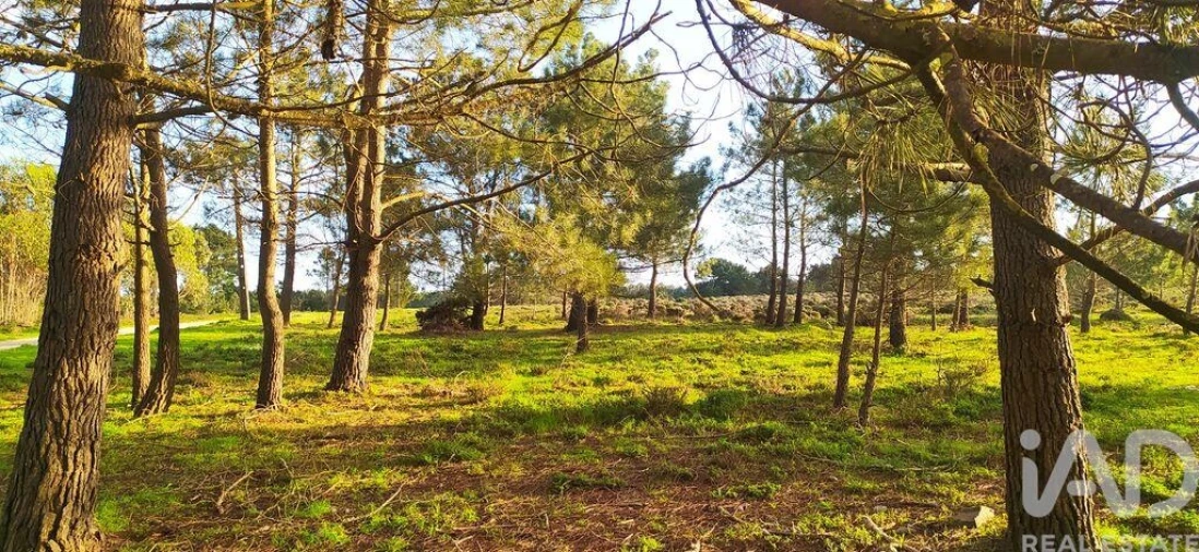Terreno para Venda em Vila do Bispo e Raposeira Foto 2