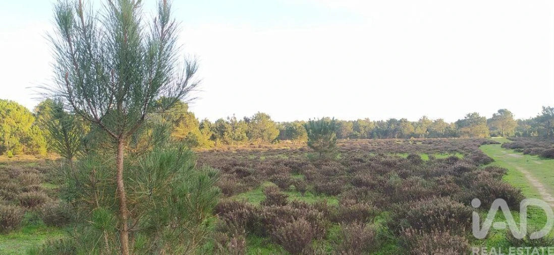Terreno para Venda em Vila do Bispo e Raposeira Foto 27