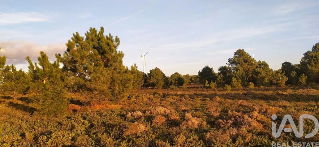 Terreno para Venda em Vila do Bispo e Raposeira Foto 19