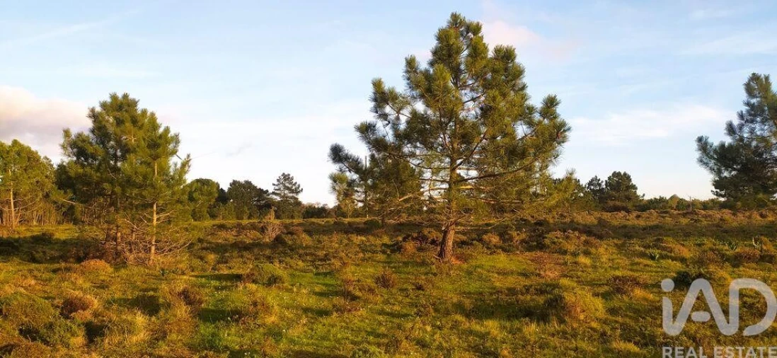 Terreno para Venda em Vila do Bispo e Raposeira Foto 3