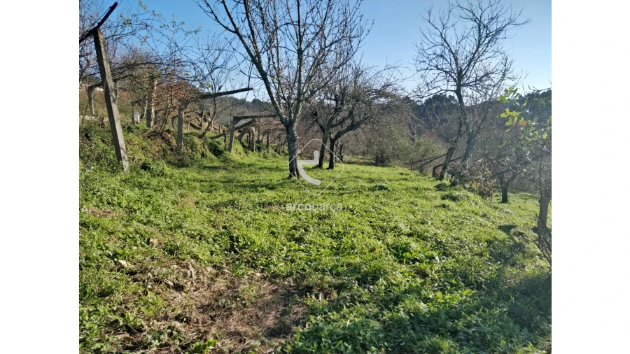 Terreno para Venda em Coura Foto 2