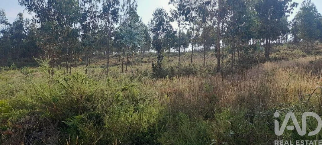 Terreno para Venda em Pedrogão Grande Foto 5