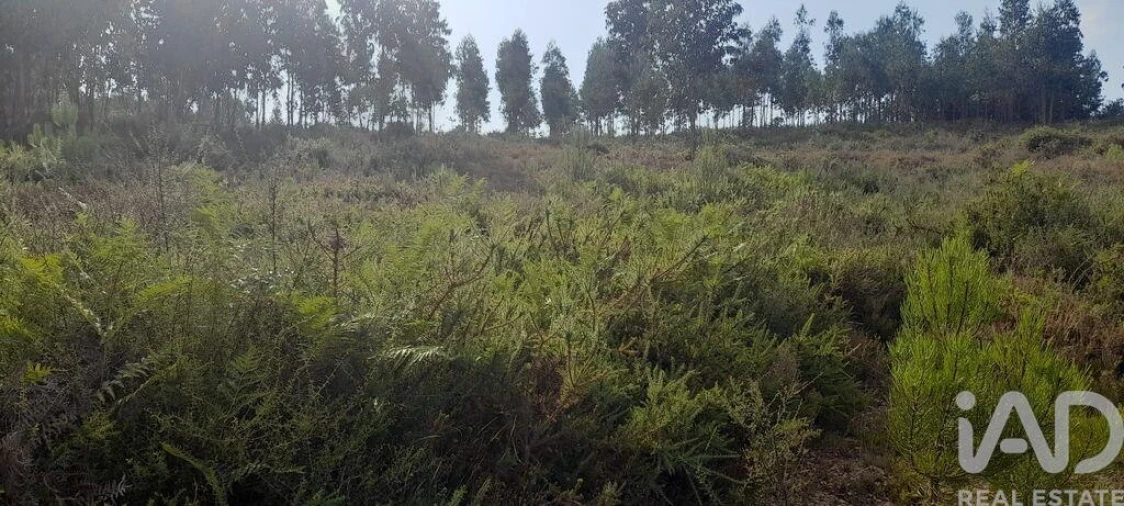 Terreno para Venda em Pedrogão Grande Foto 13