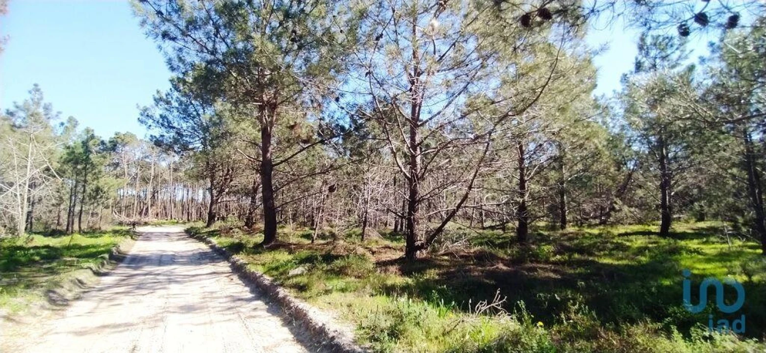 Terreno para Venda em Vila do Bispo e Raposeira Foto 1