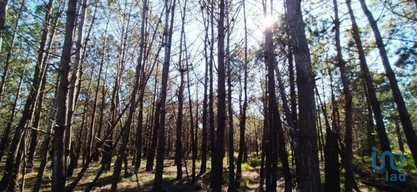 Terreno para Venda em Vila do Bispo e Raposeira