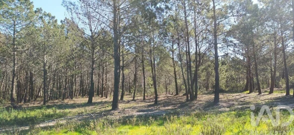 Terreno para Venda em Vila do Bispo e Raposeira