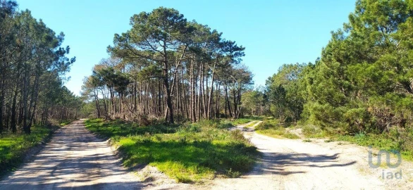Terreno para Venda em Vila do Bispo e Raposeira