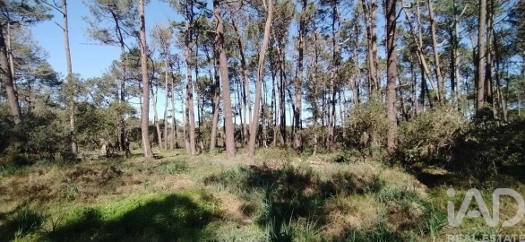 Terreno para Venda em Vila do Bispo e Raposeira
