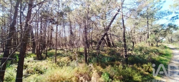 Terreno para Venda em Vila do Bispo e Raposeira